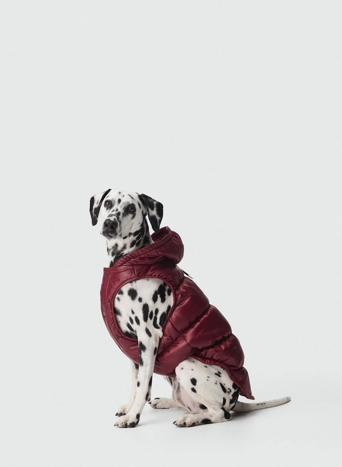 The Super Ruff Puff – Hi-Gloss
